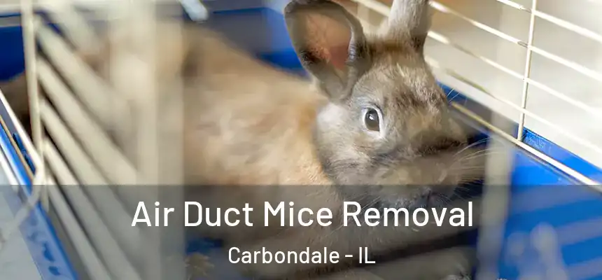  Air Duct Mice Removal Carbondale - IL