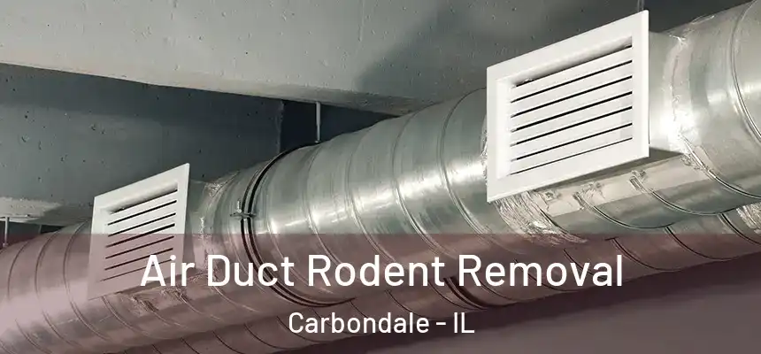 Air Duct Rodent Removal Carbondale - IL